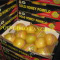 Fresh Golden Honey Pomelo 2013